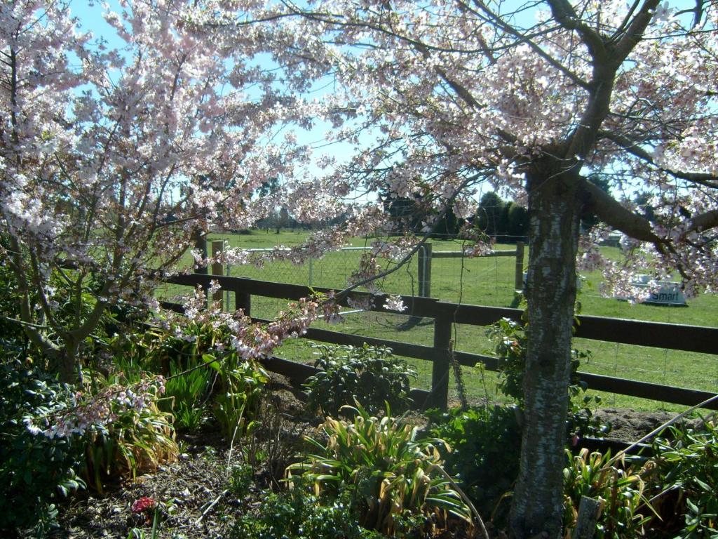 Zahrada ubytování Maples on Harewood