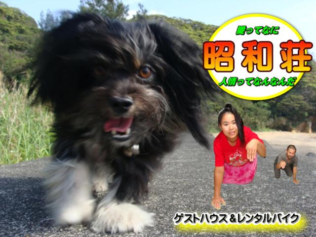 a little girl and a dog on a road at Amami Guest House showa-so in Setouchi