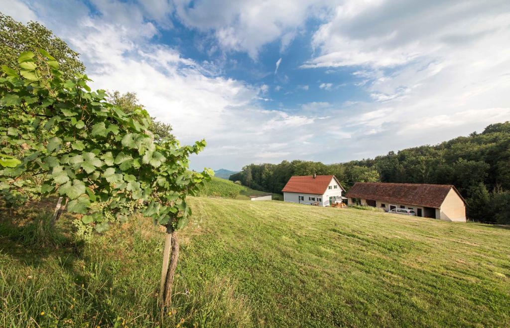 ein Feld mit einem Haus und einem Baum im Vordergrund in der Unterkunft Schwalbennest Pongratz in Gamlitz