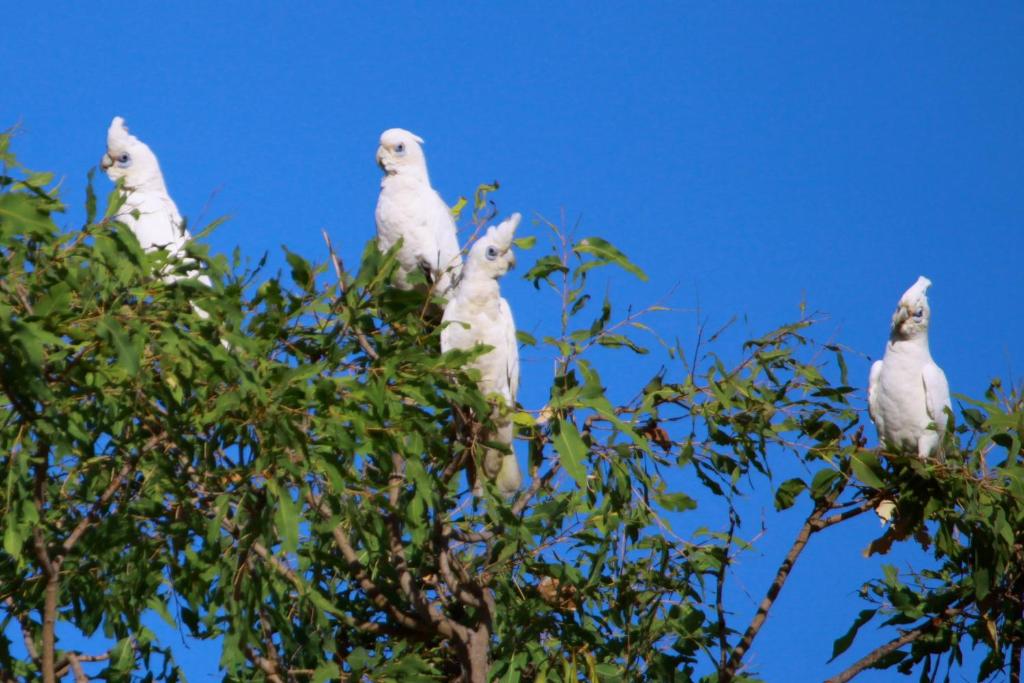 Altri animali domestici presso il villaggio turistico o nei dintorni