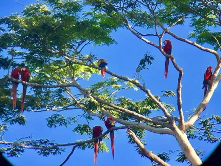 Fotografie z fotogalerie ubytování casa chilamates v destinaci Tortuguero