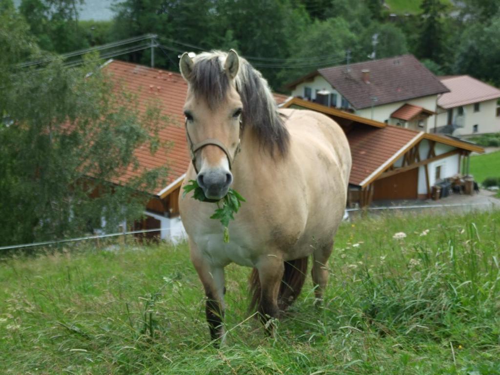 Zvířata v farmy nebo okolí