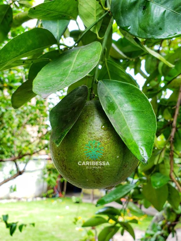  Caribessa Eco House
