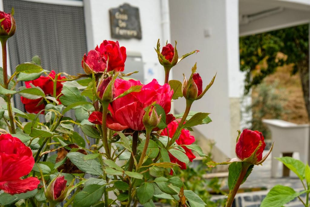 a group of red roses in front of a building at Casa do Ferreiro in Góis
