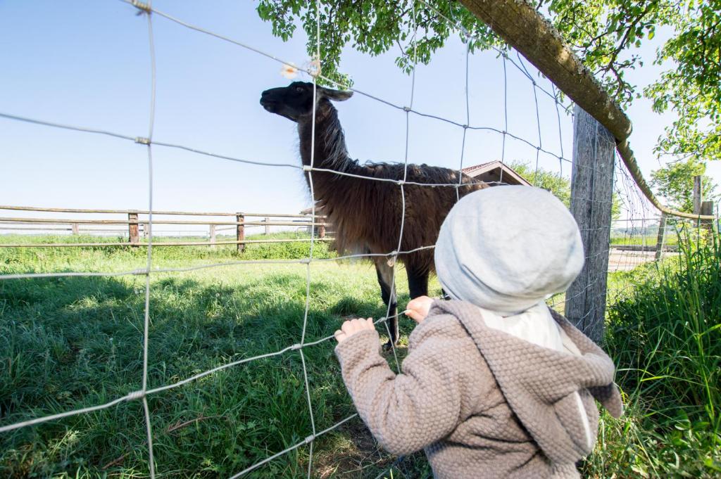 Zvířata v venkovského domu nebo okolí