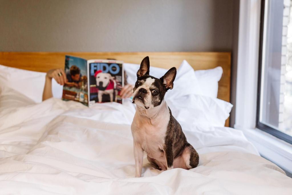 un cane seduto su un letto con una persona che legge un libro di Hotel Max a Seattle