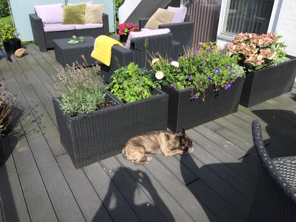 Domácí mazlíčci ubytovaní s hosty v ubytování Brøndums B & B