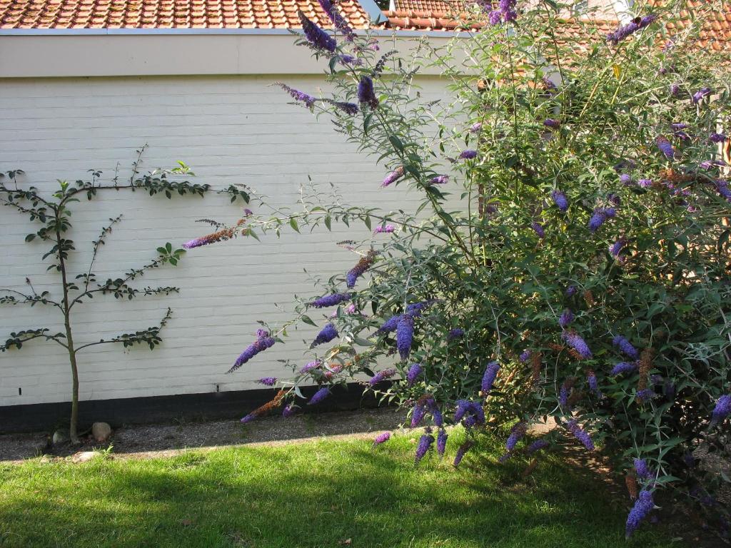 Zahrada ubytování holiday cottage 'FLOW'
