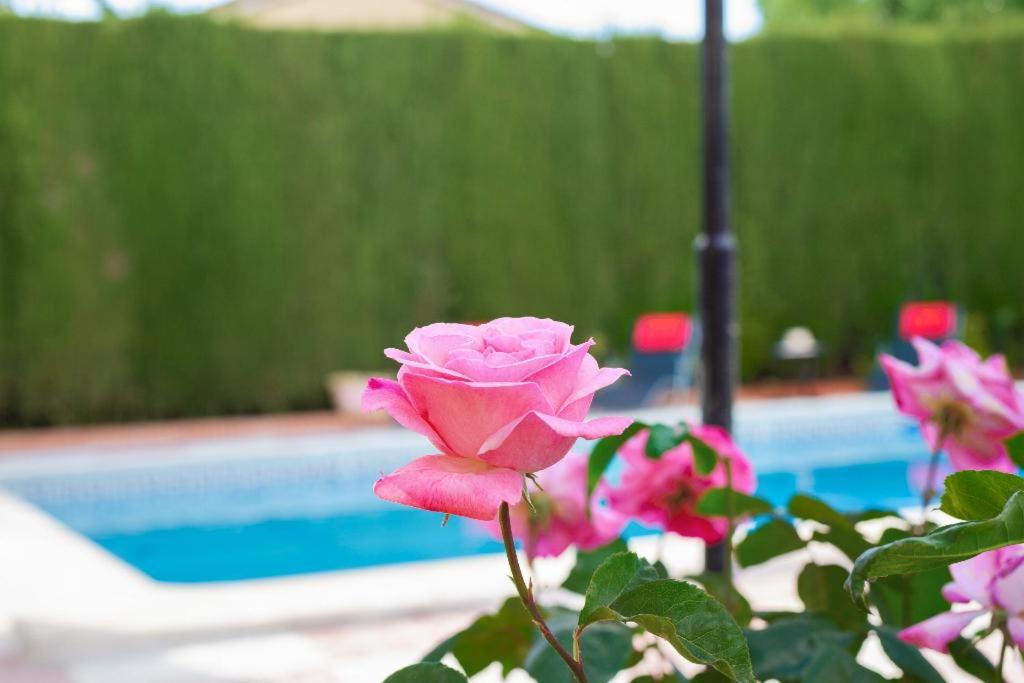 Fotografia z galérie ubytovania NEW. LUXURY VILLA C&C. JARDÍN, PISCINA Y BARBACOA v destinácii Granada