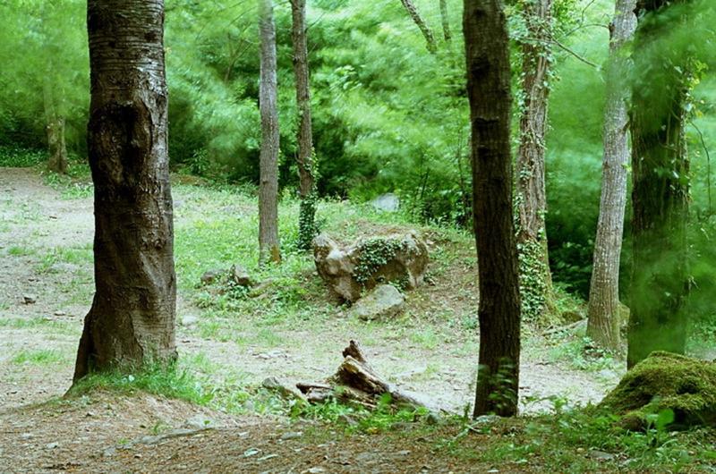 Zvířata v aparthotelu nebo okolí