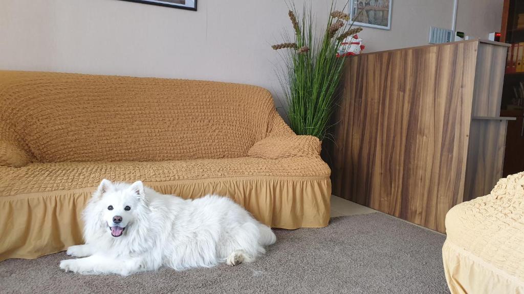 a white dog laying on the floor next to a couch at Veles Klub Guest House in Peresyp