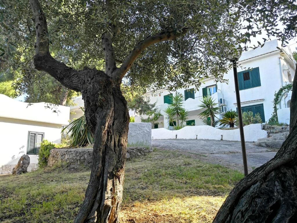 un árbol frente a un edificio blanco en Residence Dolce Far Niente, en Vieste