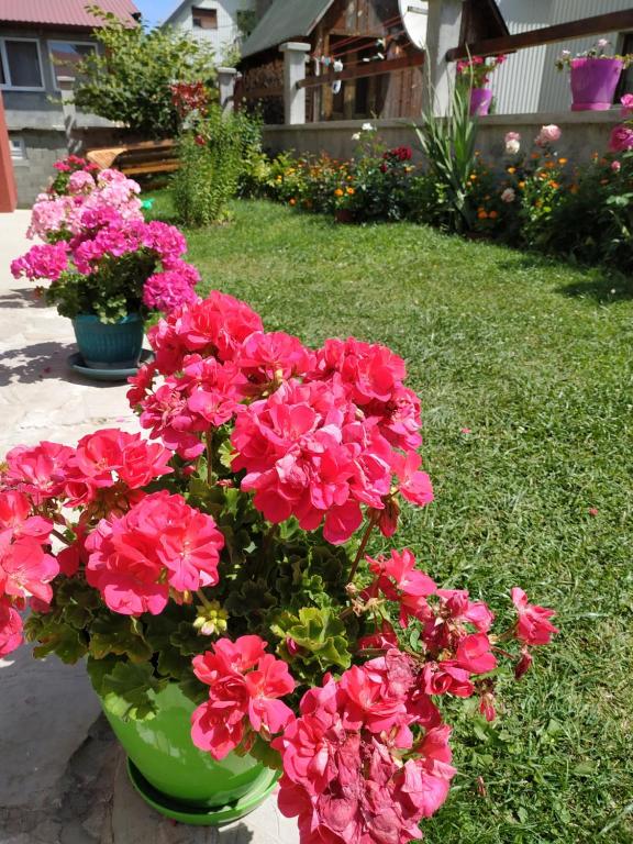 Zahrada ubytování Apartments Bozovic
