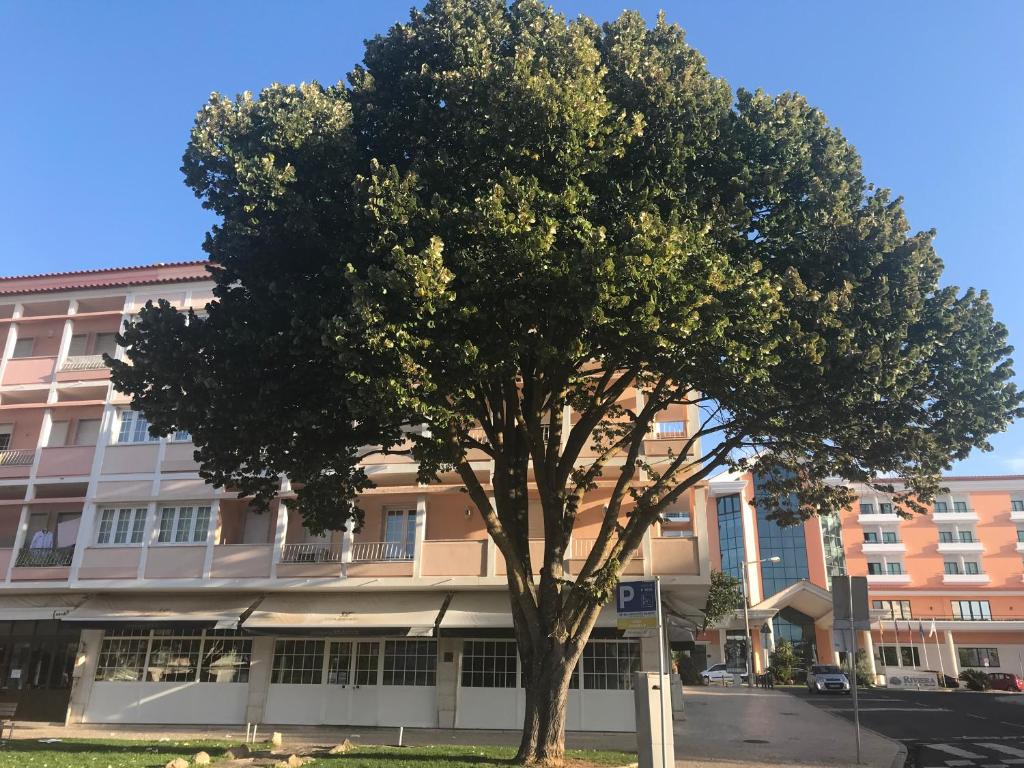a tree in front of a large building at Atlantic Waves Accommodation in Carcavelos