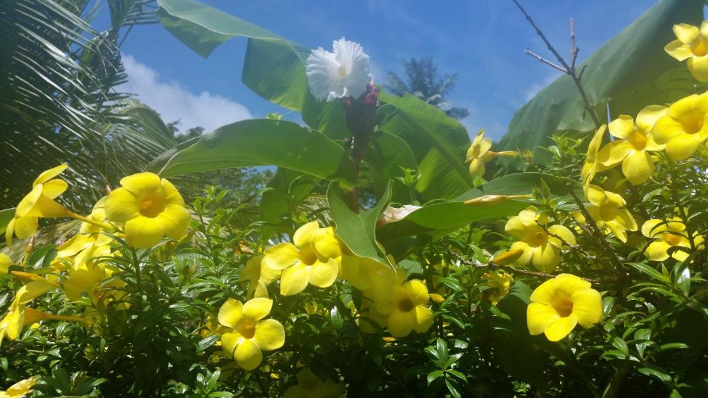 Zahrada ubytování Banana Grove El Nido