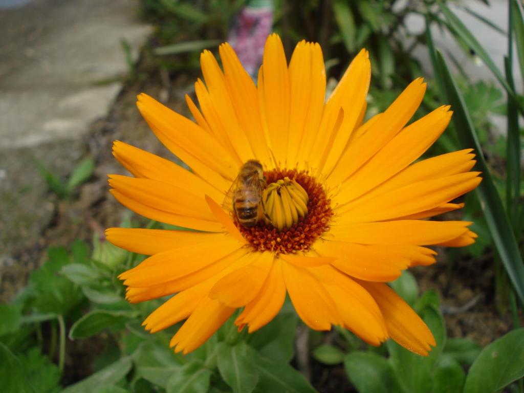Zahrada ubytování Casa Calendula