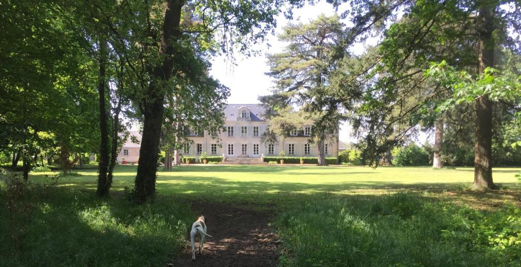 einem Hund, der im Gras vor einem Haus steht in der Unterkunft COLIVAULT in Candé-sur-Beuvron