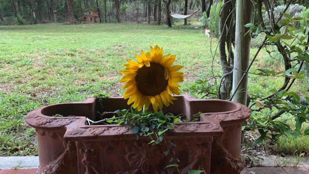a sunflower is sitting in a flower pot at Residence Lagomare dal Barza in Torre del Lago Puccini