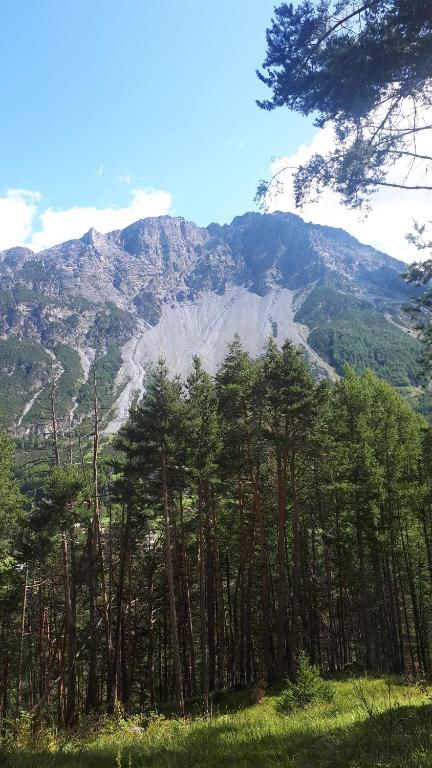 a forest of trees with a mountain in the background at bormio appartamento panoramico in Bormio