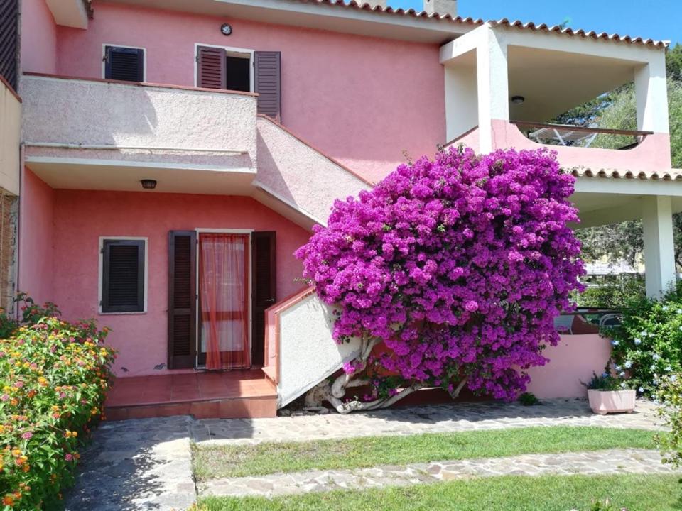 ein rosafarbenes Haus mit einem großen Busch lila Blumen in der Unterkunft Casa Smeralda in Cannigione