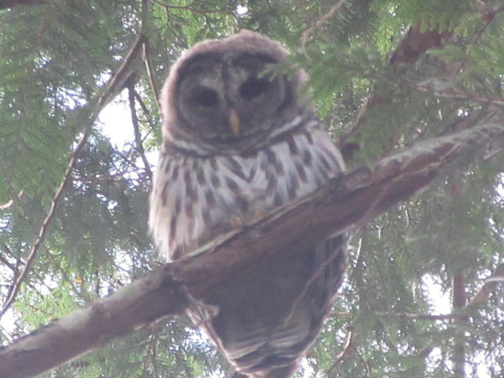 an owl sitting on top of a tree branch at Magnolia Petal in Ganges