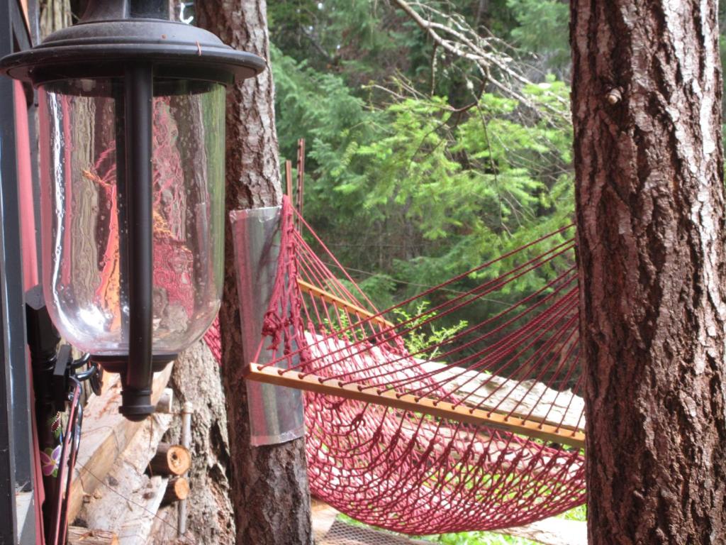a hammock hanging from a tree with a window at Magnolia Petal in Ganges