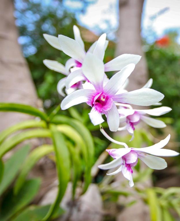 a group of white and pink flowers on a plant at Martas Hotel in Gili Trawangan