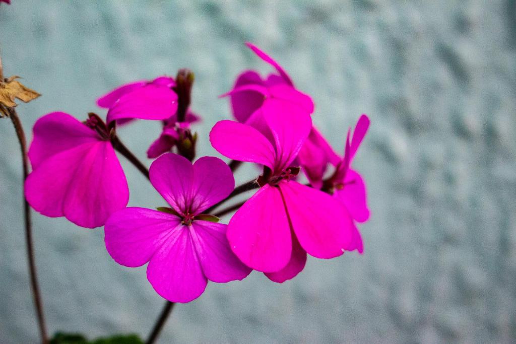 Fotografie z fotogalerie ubytování Hostal Loro Verde v destinaci Quito