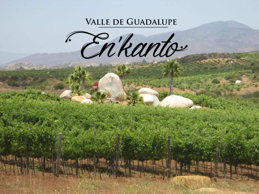 un champ de vignes avec des montagnes en arrière-plan dans l'établissement En'kanto Valle de Guadalupe, à San Marcos