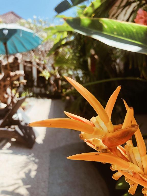 Kalua Boutique Bungalows - 16