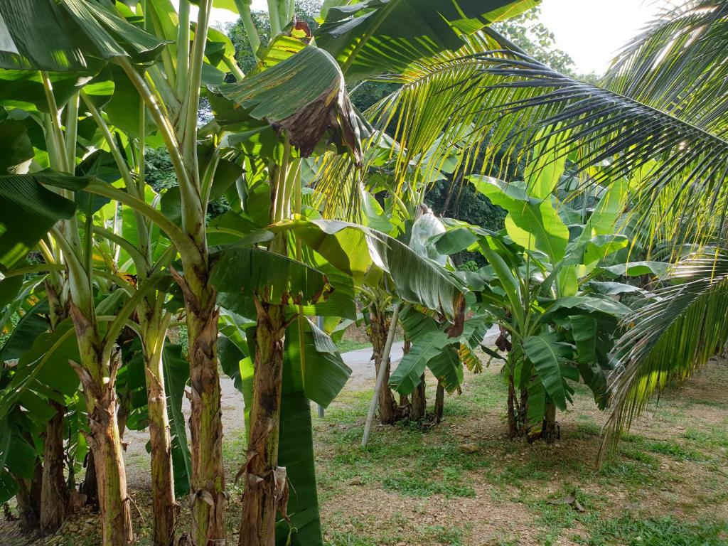 Zahrada ubytování Baan Suan Coconut Ko Yao Noi