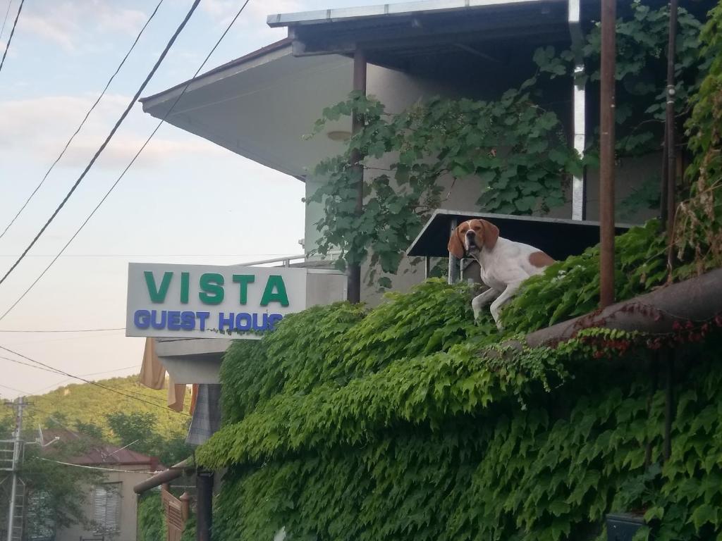 a dog sitting on the side of a building at Guest House Vista in Sighnaghi