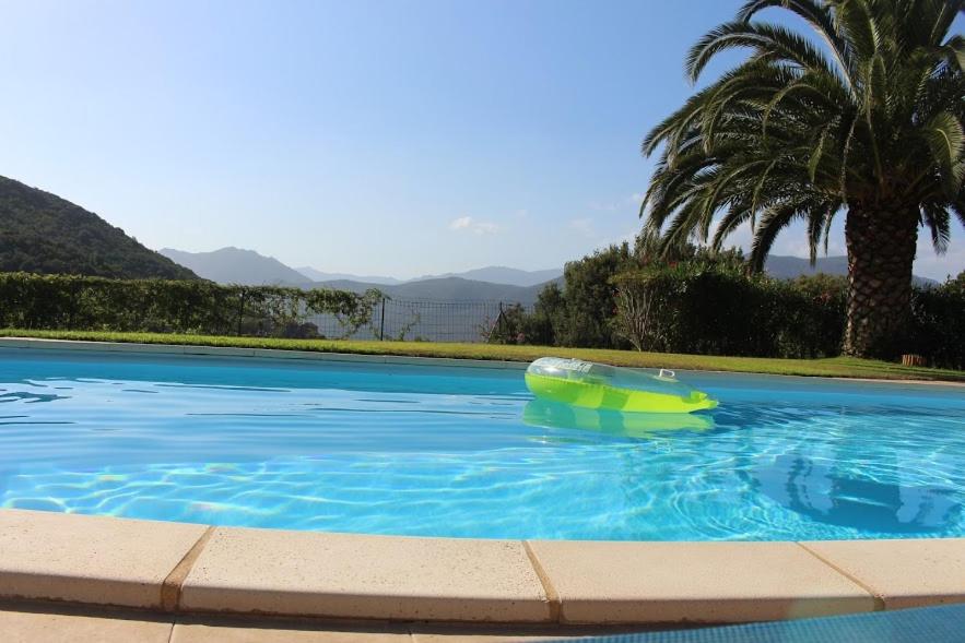 - une piscine avec un objet vert dans l'eau dans l'établissement Au coeur de l'arriere Pays Rez de chaussé de Villa DOMAINE A PRESA, à Sartène