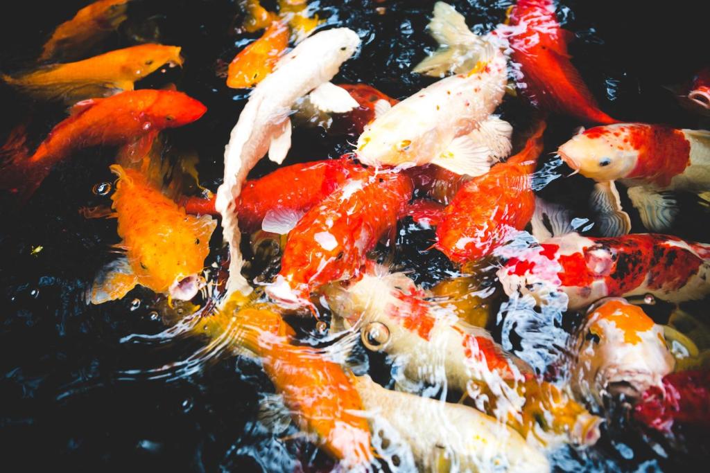 Feung Nakorn Balcony Rooms and Cafe - Resim 15