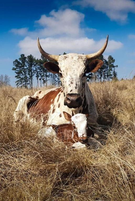 Altri animali domestici presso il bed & breakfast o nei dintorni