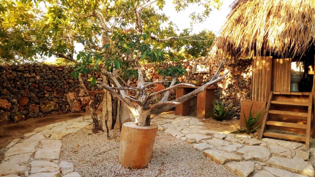 un pequeño árbol en un barril en un jardín en Rumah Pampa at Pachamama en Nembrala