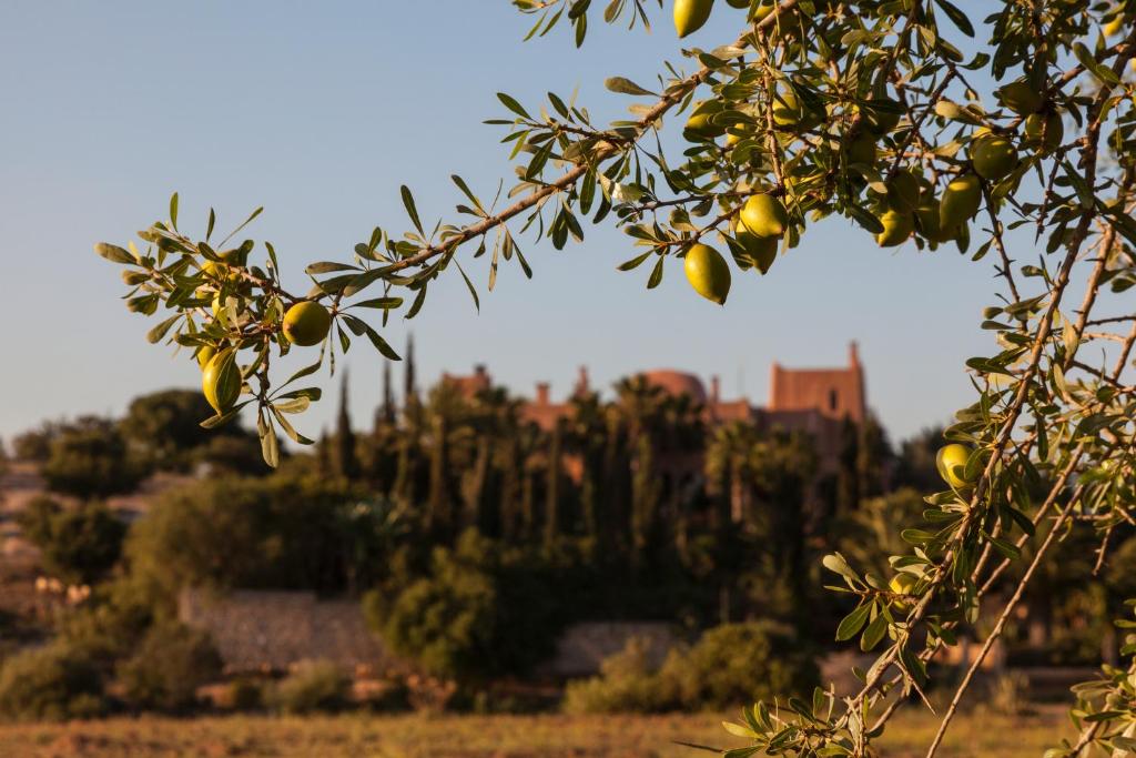 a tree with fruit in front of a castle at Le Jardin des Douars in Ghazoua