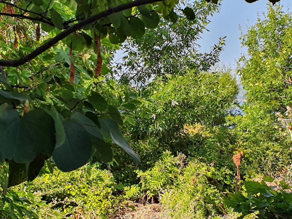 A garden outside Treti Mart North