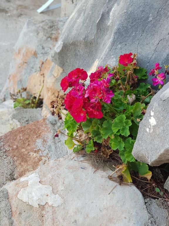 Flower Vila - Image 9
