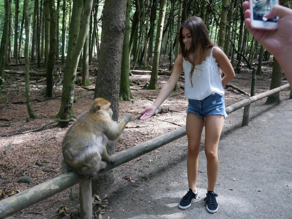 Zvířata v hotelu nebo okolí