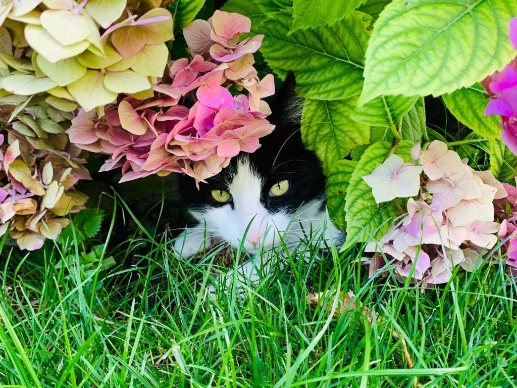 a cat is peeking out from under some flowers at La Grange aux Coqs in Ittenheim