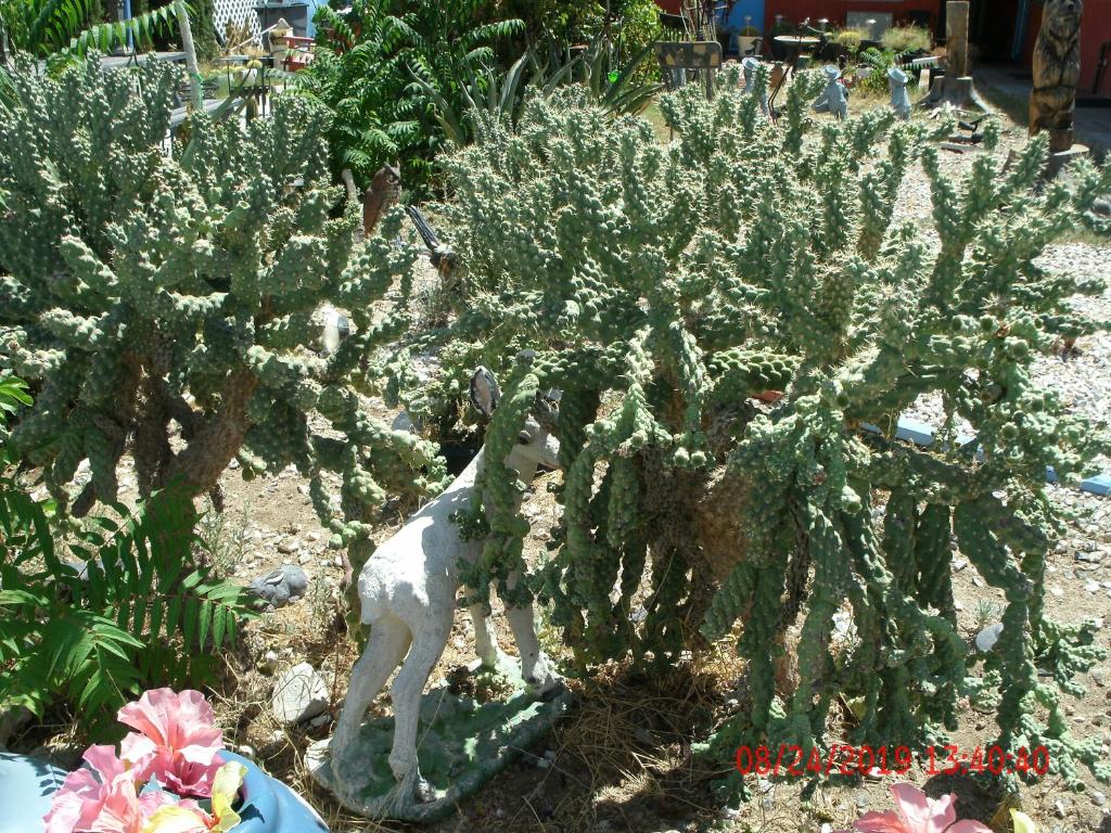 Domácí mazlíčci ubytovaní s hosty v ubytování Safari Motor Inn - Joshua Tree