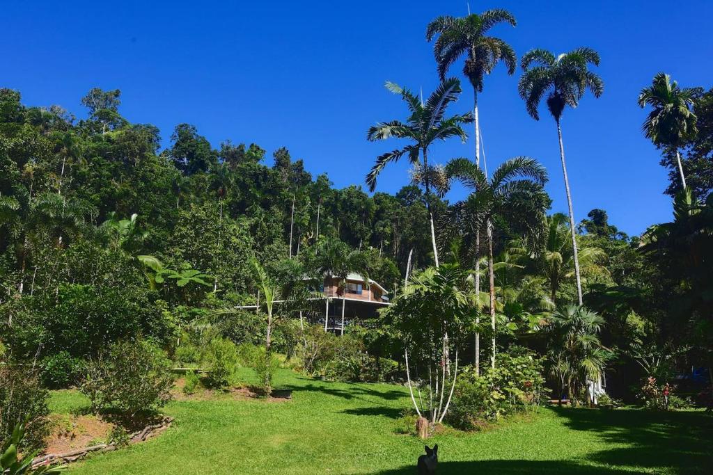 a house in the middle of a forest with palm trees at A Daintree Garden in Diwan