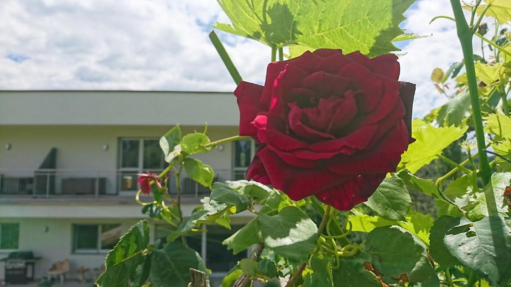 Zahrada ubytování Toso Genussreich