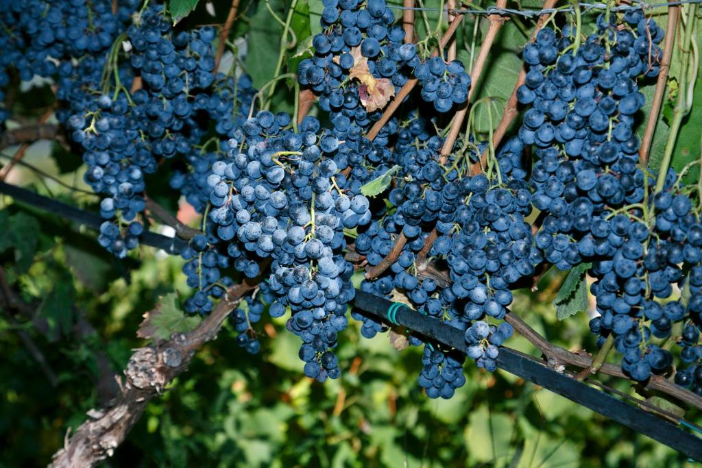 Fotografie z fotogalerie ubytování Hotel Unterrain v destinaci Appiano sulla Strada del Vino