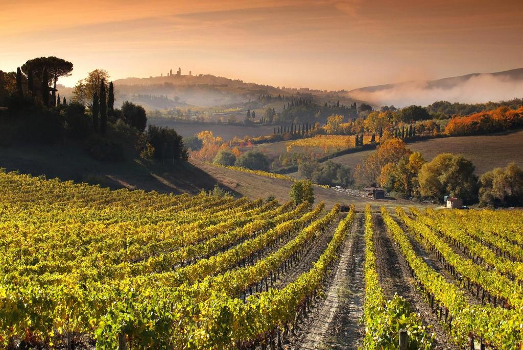 a vineyard in the hills with a field of grapes at Agriturismo Mormoraia in San Gimignano