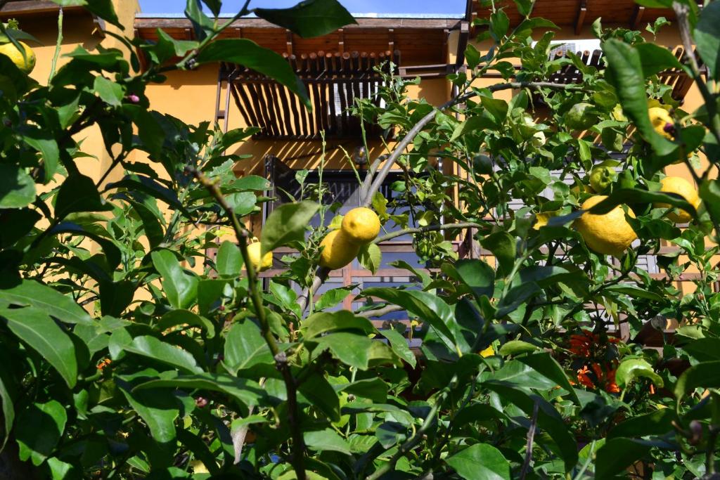 Un jardín fuera de Yataí Casas