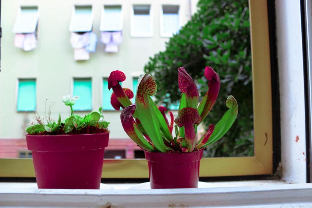 zwei Topfpflanzen, die auf einem Fensterbrett sitzen in der Unterkunft Venezia lovely rooms in Lido di Venezia
