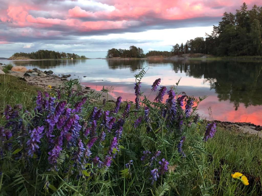 
a lake filled with lots of flowers next to a body of water at Pensar Hotelli & Ravintola Sandvik in Nauvo
