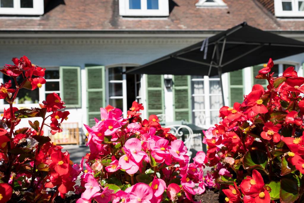 a bush of pink flowers in front of a house at B&B El Tyu in Écaussinnes-dʼEnghien